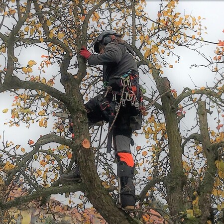 Provádíme arboristické práce - bezpečnostní ořezy i rizikové kácení